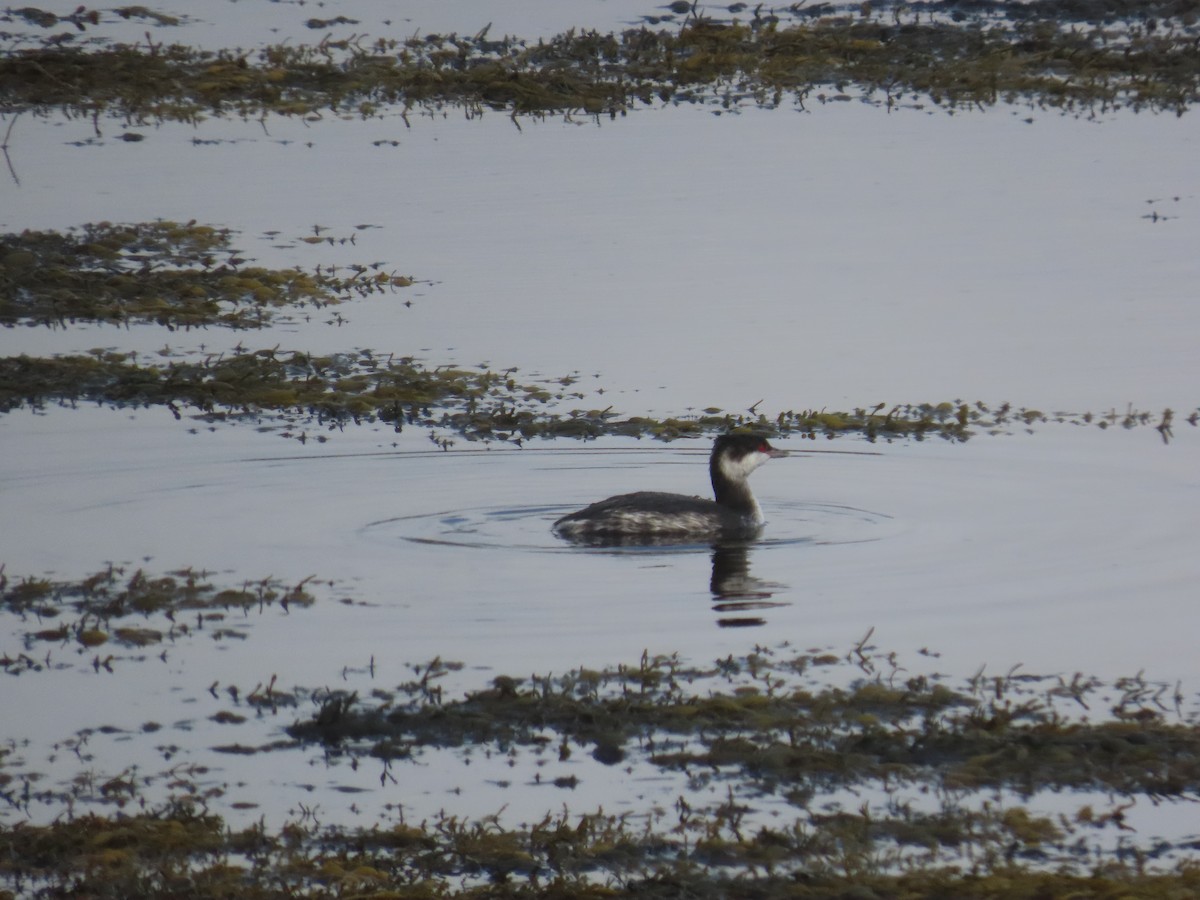 Horned Grebe - ML643533327