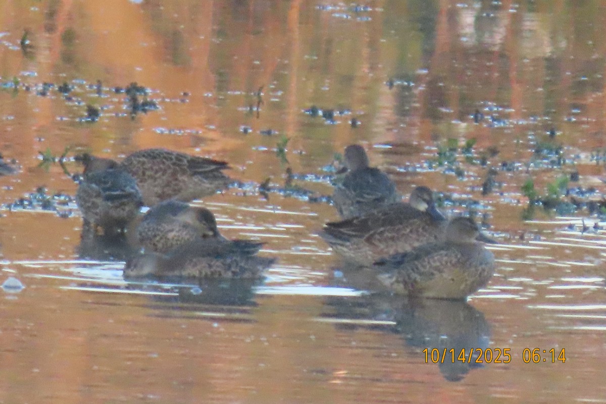 Blue-winged Teal - ML643533328