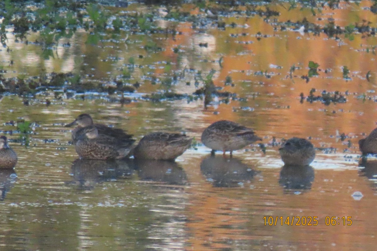 Blue-winged Teal - ML643533329