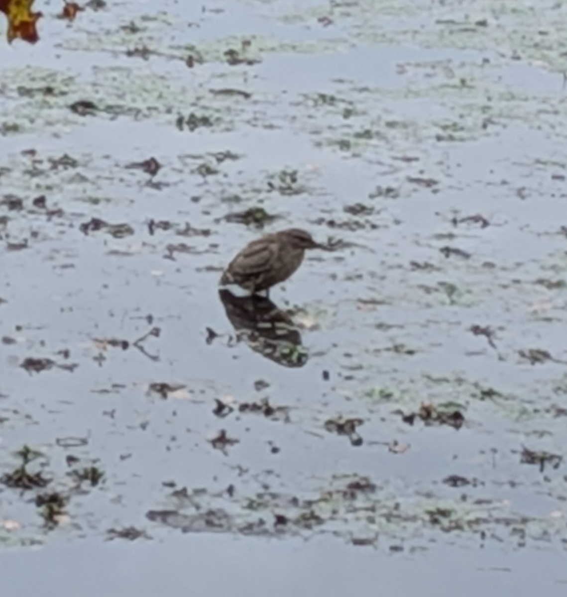 Green Heron - ML643533333