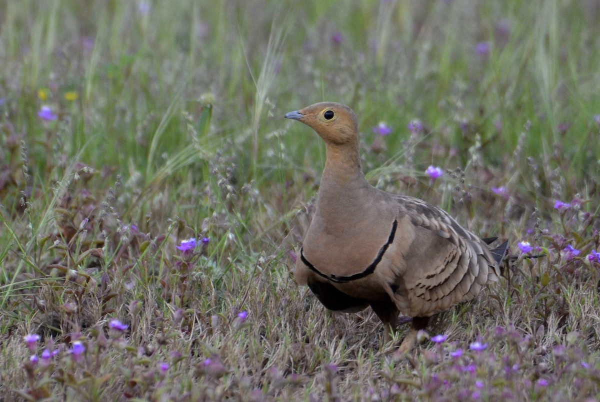 Chestnut-bellied Sandgrouse - ML643533334