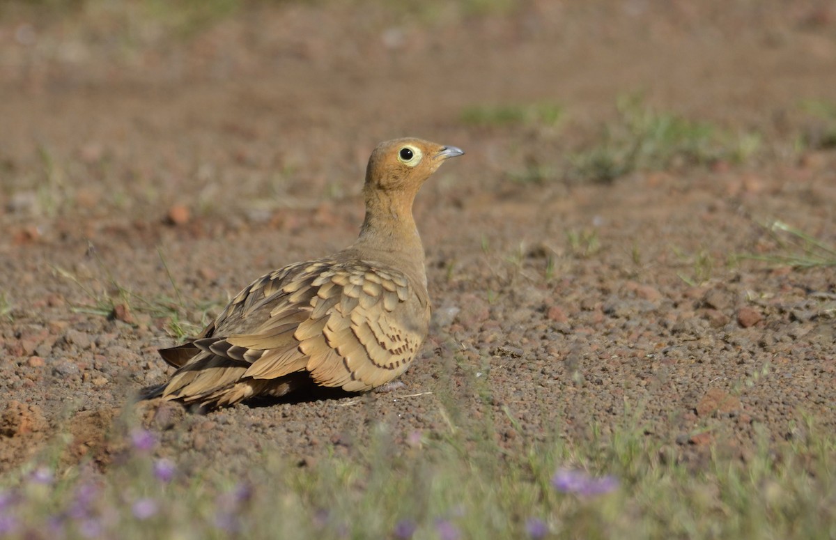 Chestnut-bellied Sandgrouse - ML643533335