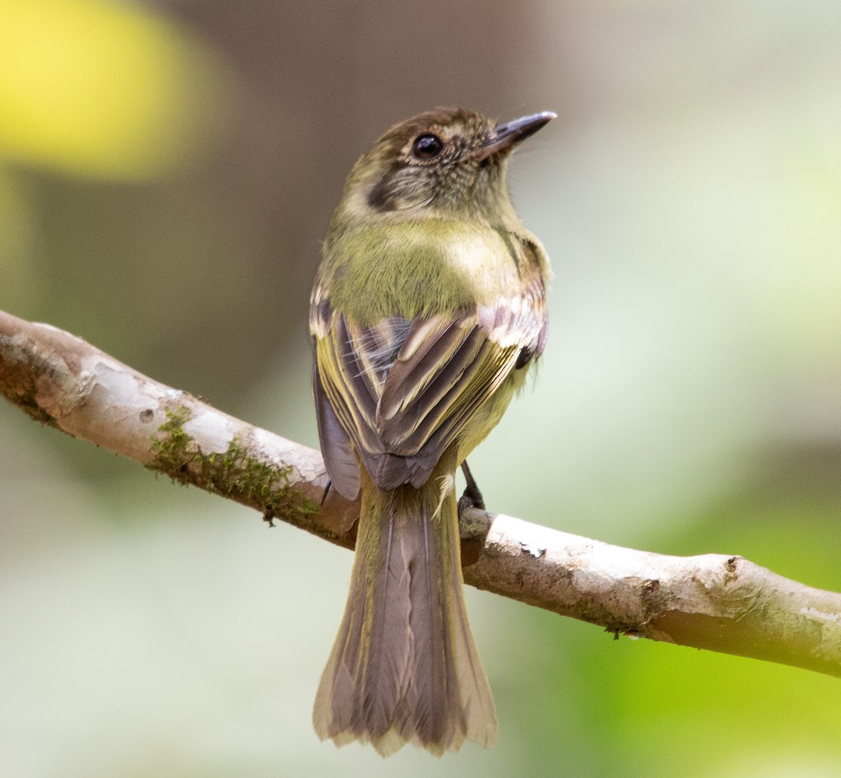 Sepia-capped Flycatcher - ML643533336