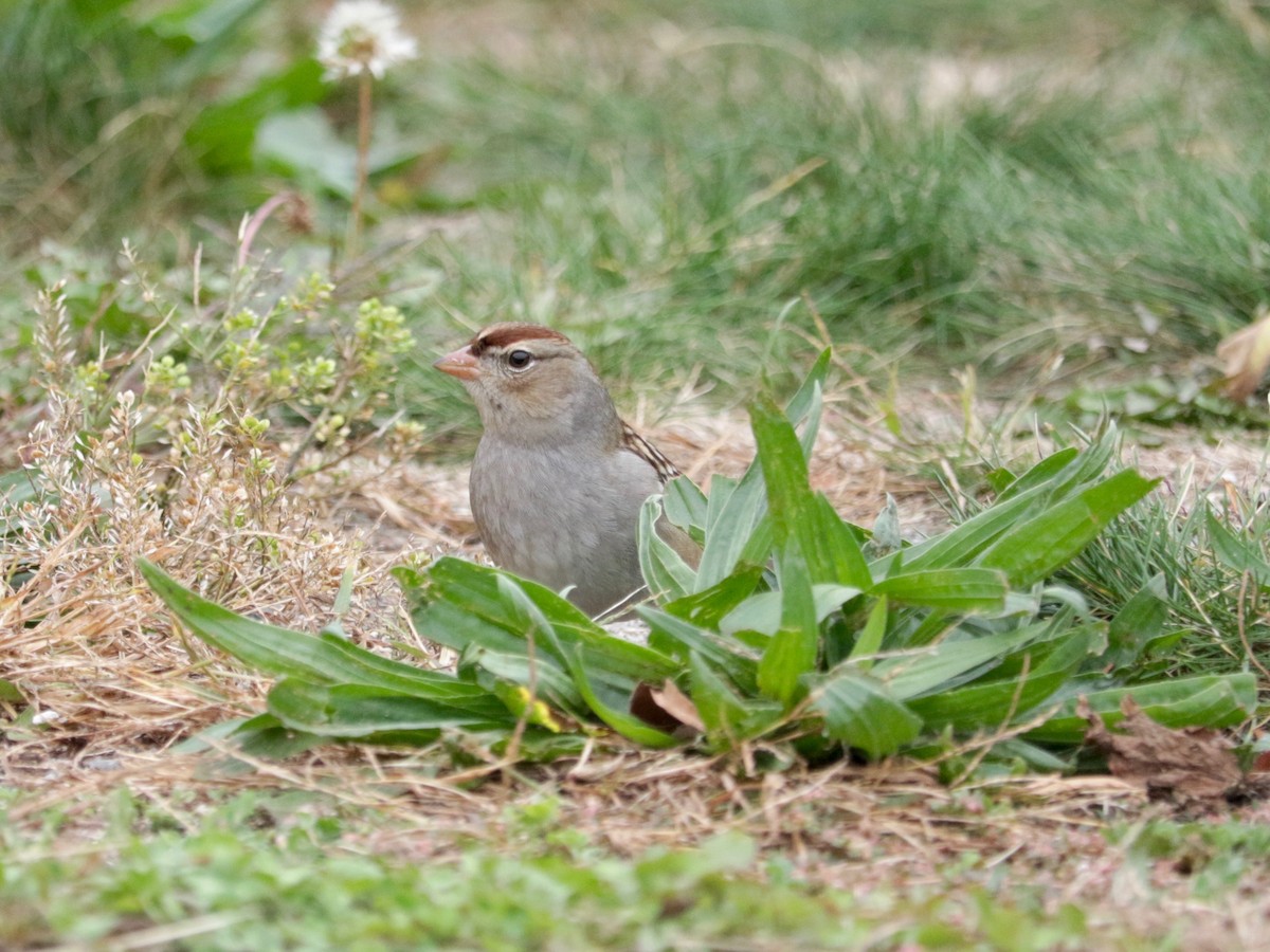 White-crowned Sparrow - ML643533337