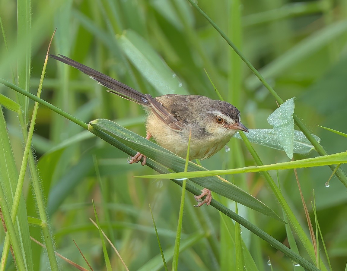 Plain Prinia - ML643533338