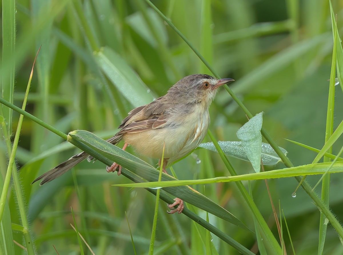 Plain Prinia - ML643533339