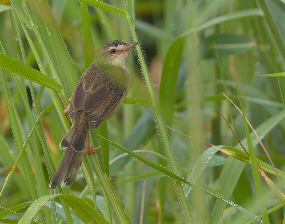 Plain Prinia - ML643533340