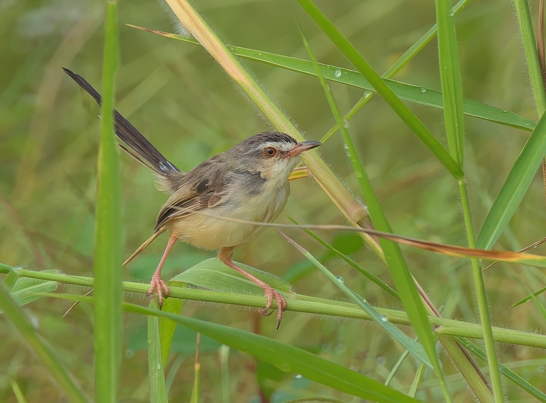 Plain Prinia - ML643533341
