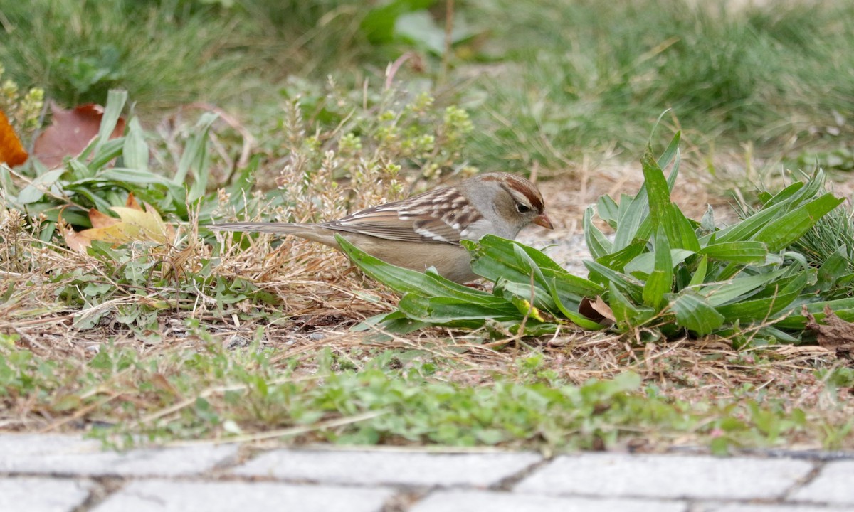 White-crowned Sparrow - ML643533342
