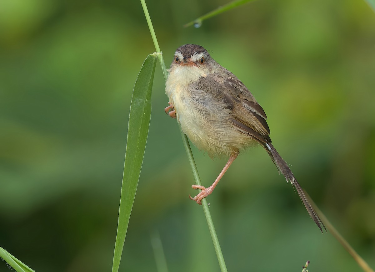 Plain Prinia - ML643533343