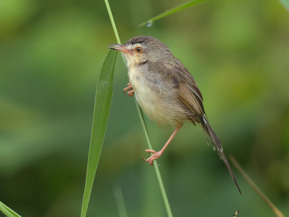 Plain Prinia - ML643533344