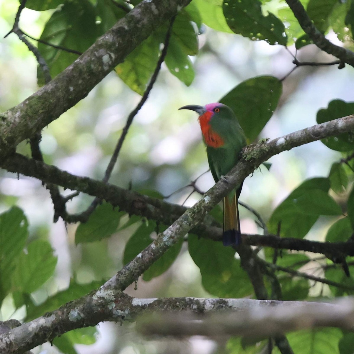 Red-bearded Bee-eater - ML643533345
