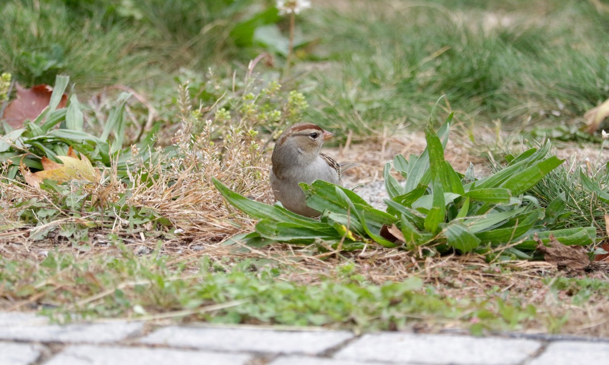 White-crowned Sparrow - ML643533347