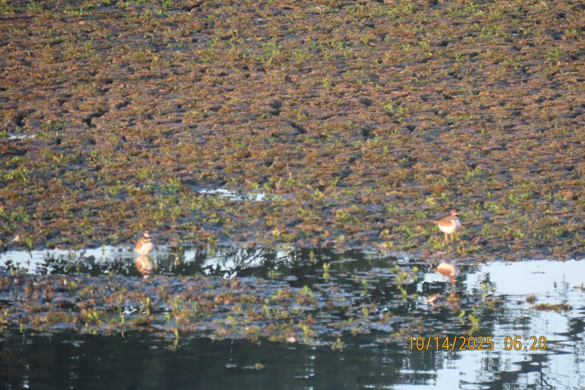 Killdeer - ML643533349