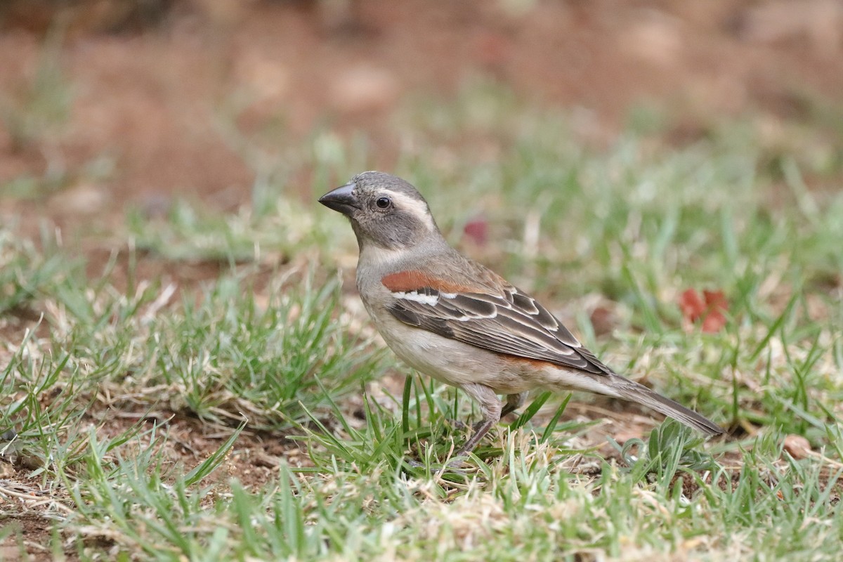 Cape Sparrow - ML643533350