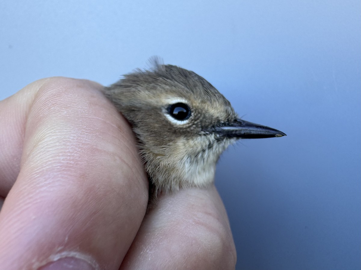 Yellow-rumped Warbler (Myrtle) - ML643533363