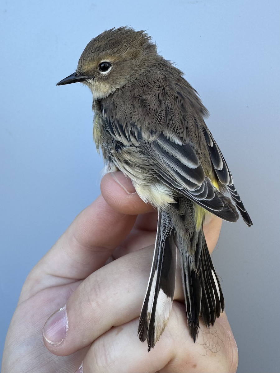 Yellow-rumped Warbler (Myrtle) - ML643533364