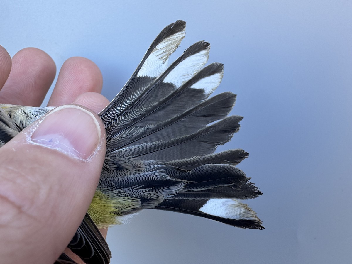 Yellow-rumped Warbler (Myrtle) - ML643533365