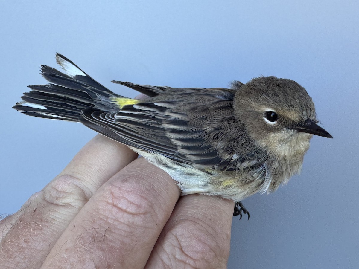 Yellow-rumped Warbler (Myrtle) - ML643533366
