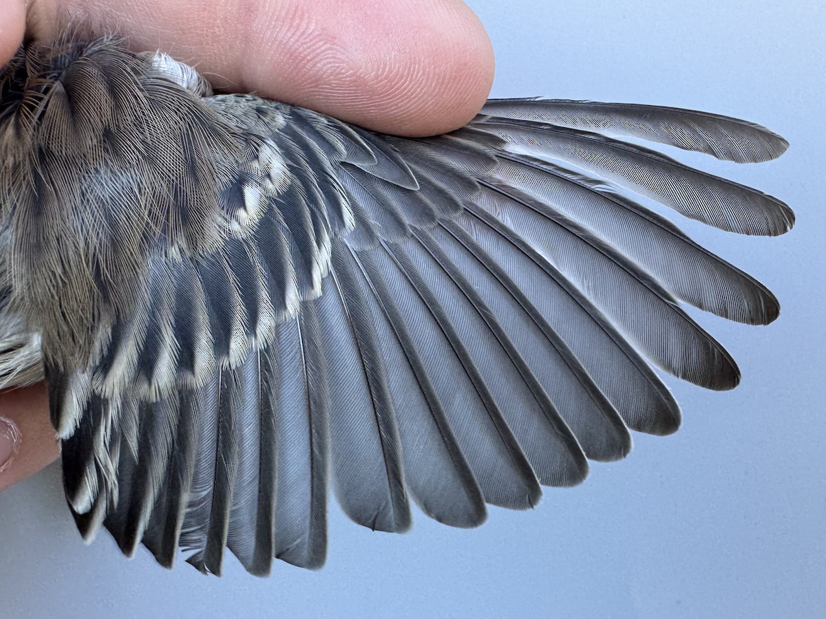 Yellow-rumped Warbler (Myrtle) - ML643533367