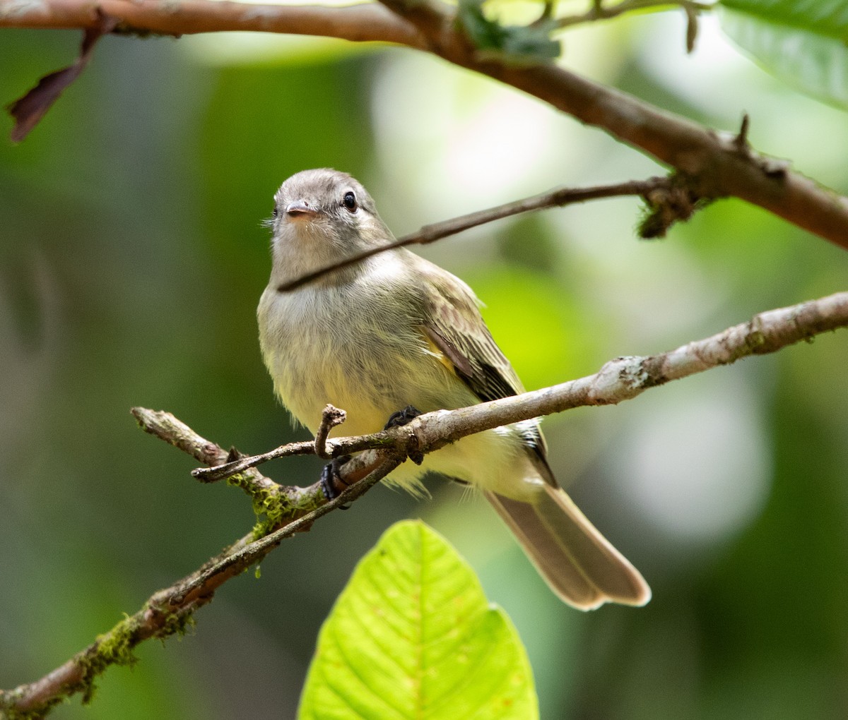 Greenish Elaenia - ML643533370