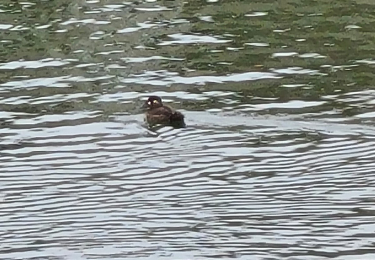 Surf Scoter - ML643533383