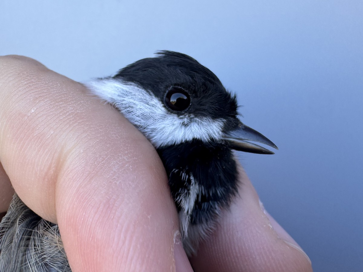 Black-capped Chickadee - ML643533385