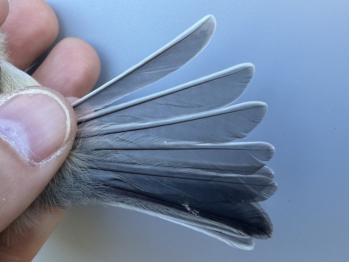 Black-capped Chickadee - ML643533386