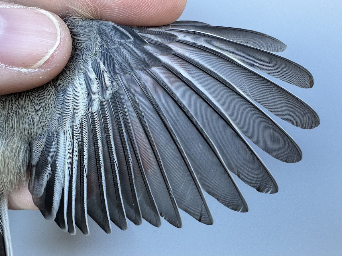 Black-capped Chickadee - ML643533387