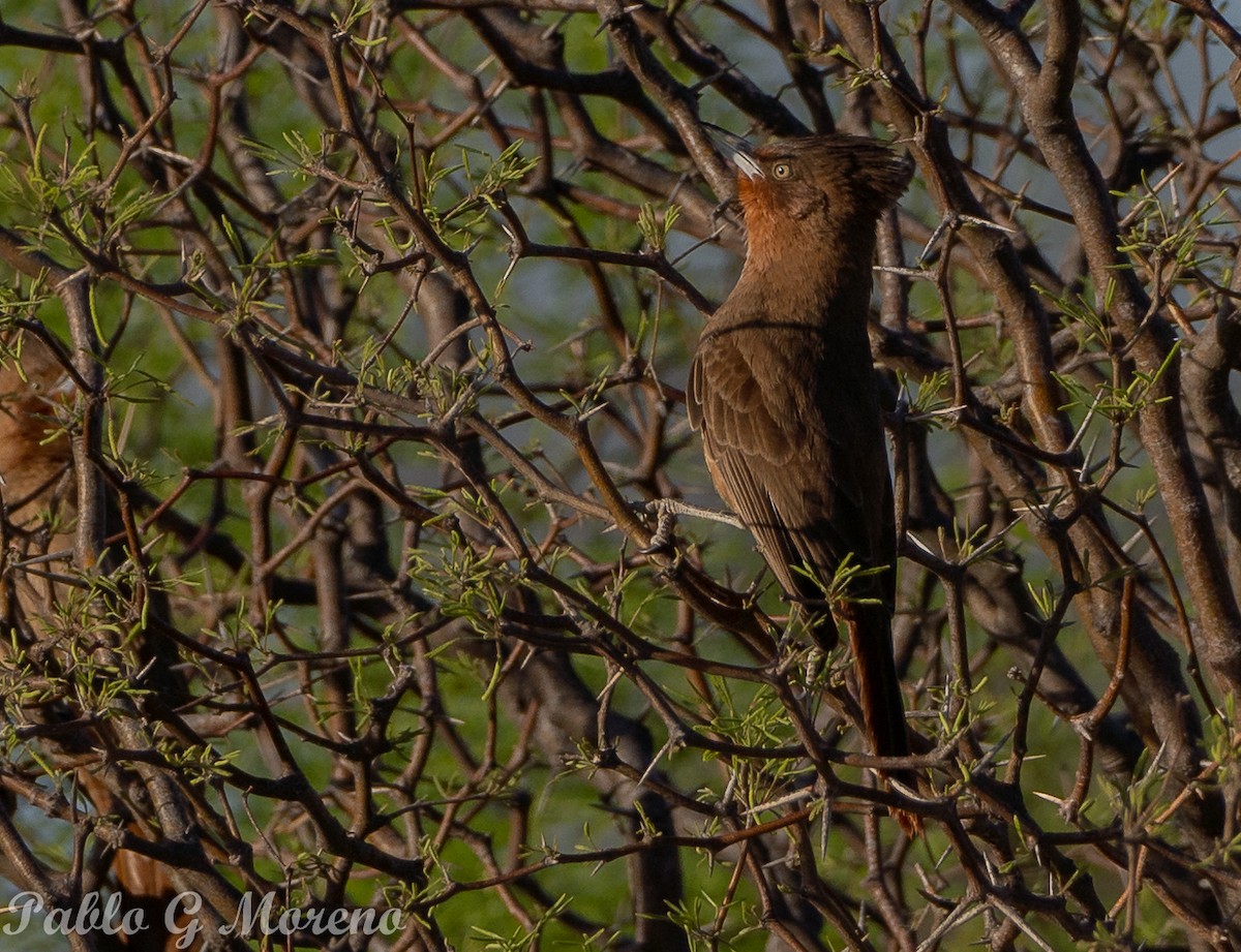 Brown Cacholote - ML643533391