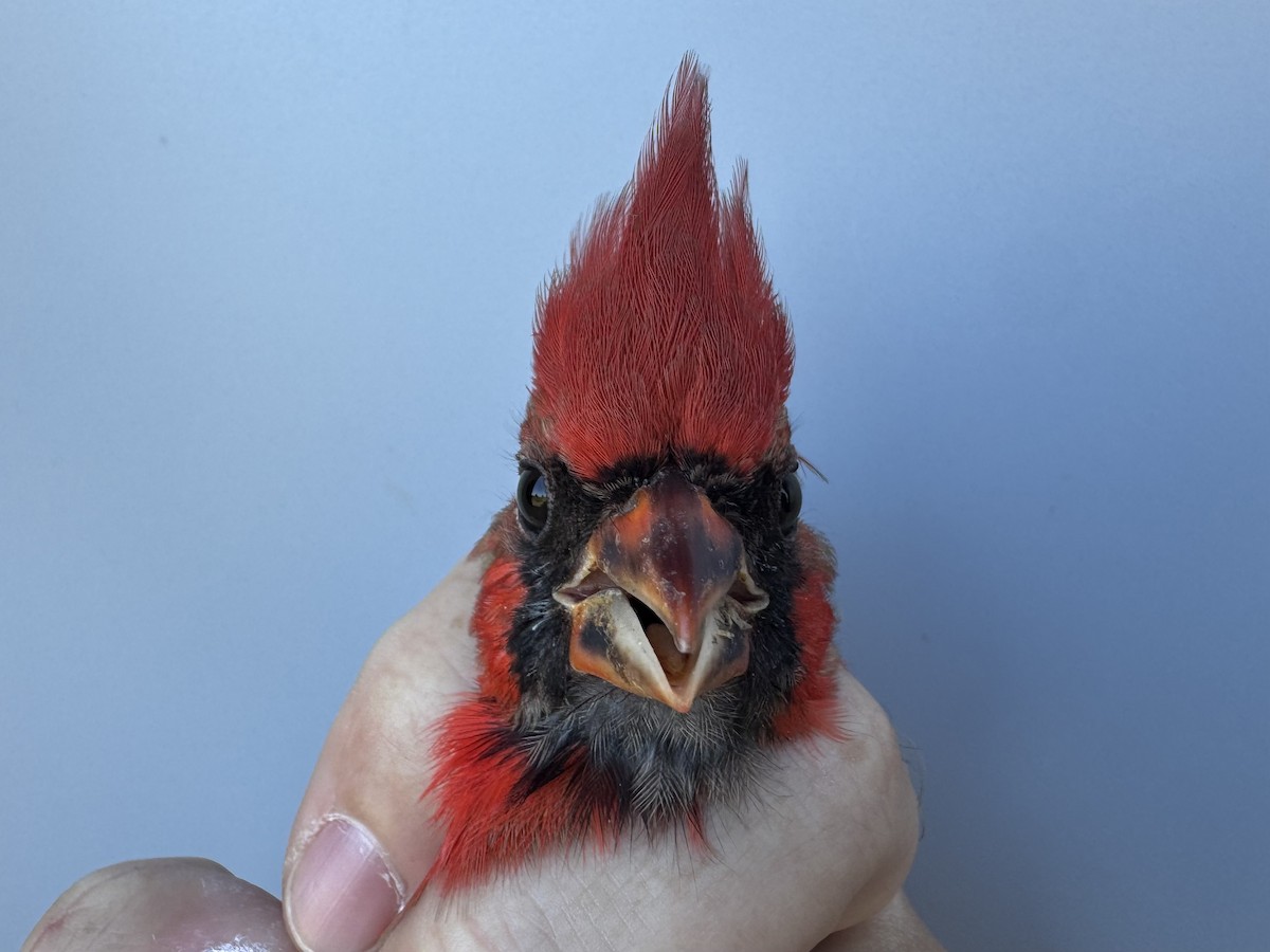 Northern Cardinal - ML643533393