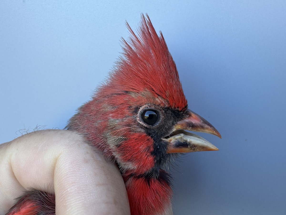 Northern Cardinal - ML643533394