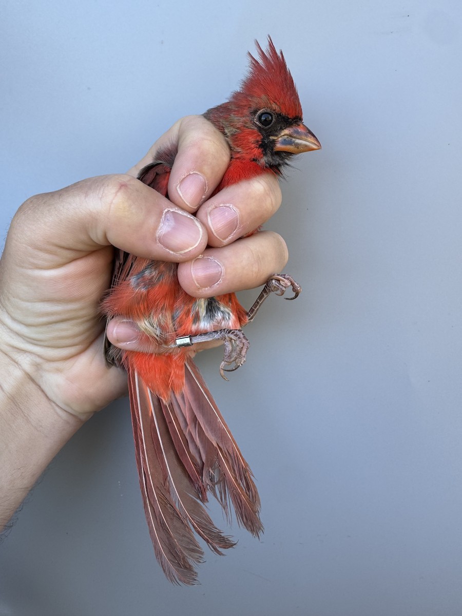 Northern Cardinal - ML643533396
