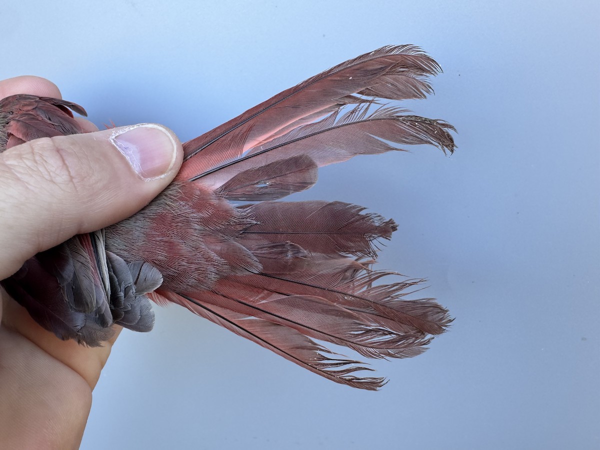 Northern Cardinal - ML643533398