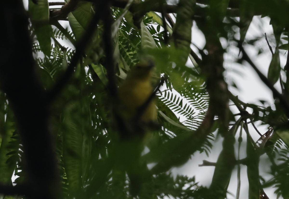 Common Iora - ML643533408