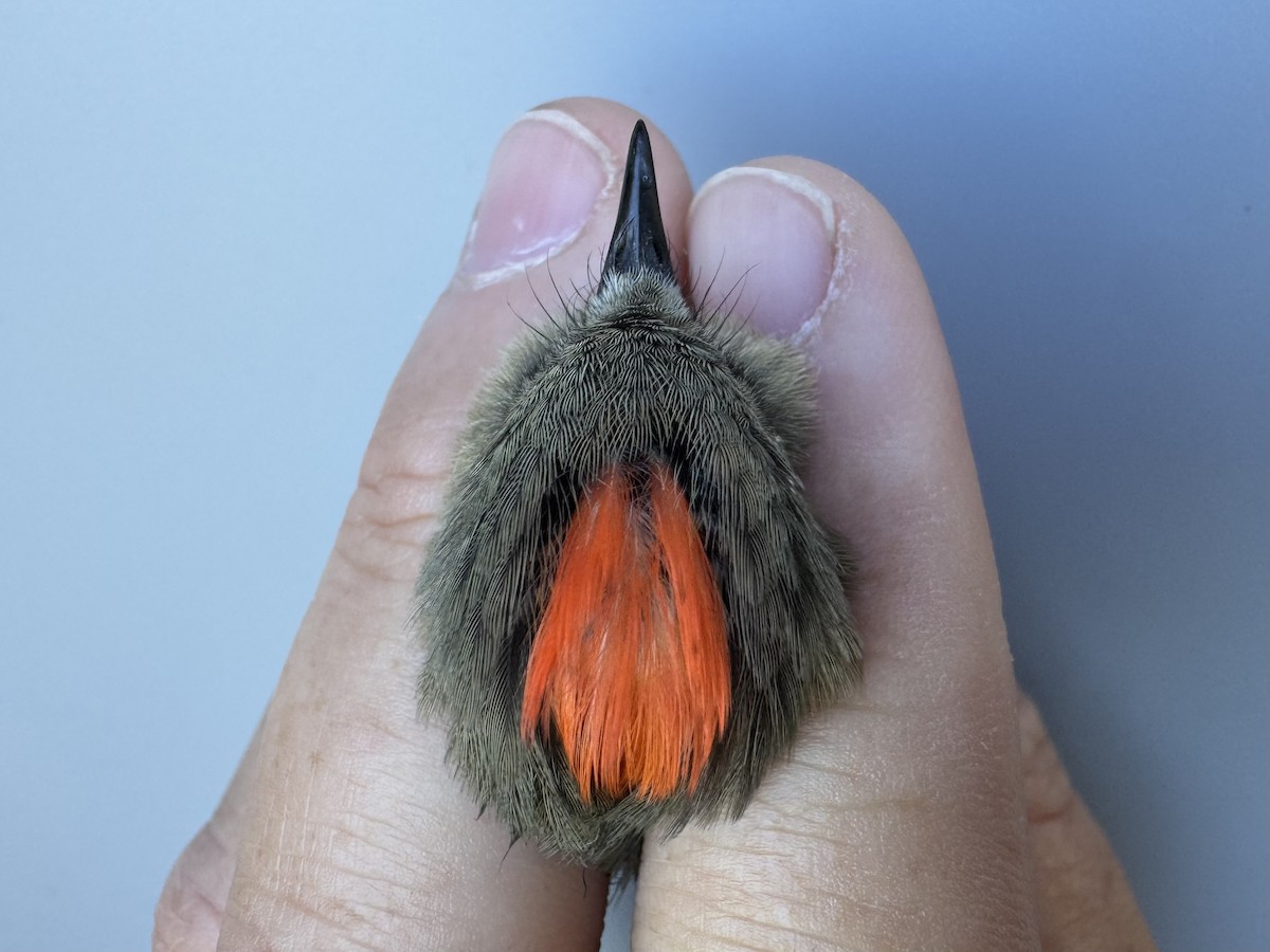 Ruby-crowned Kinglet - ML643533409