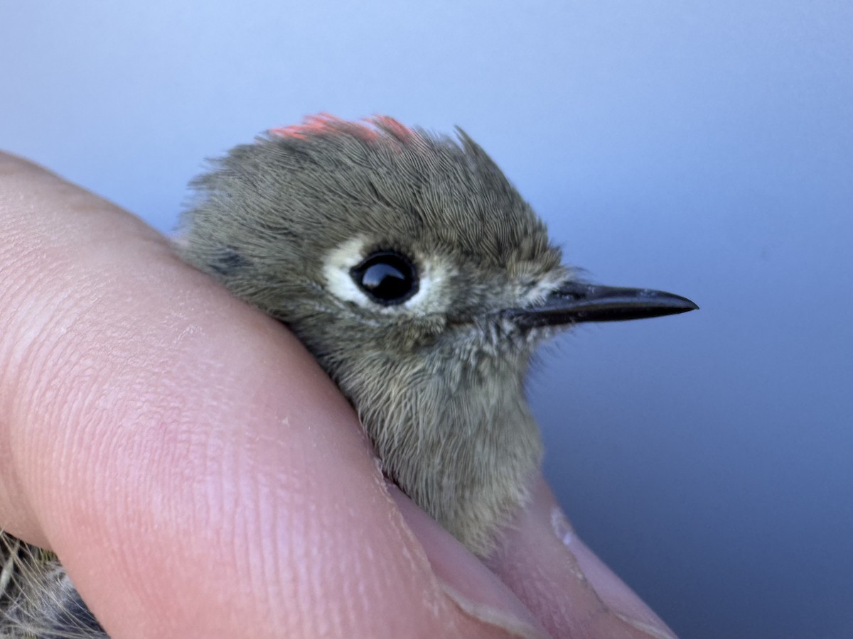 Ruby-crowned Kinglet - ML643533410
