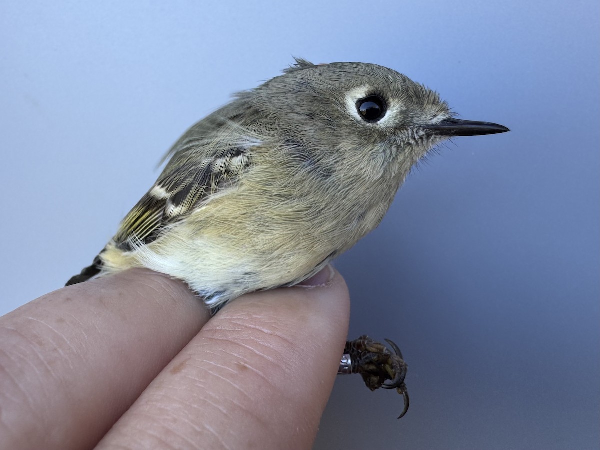 Ruby-crowned Kinglet - ML643533411