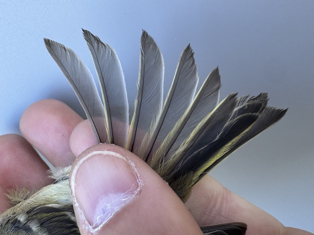 Ruby-crowned Kinglet - ML643533412