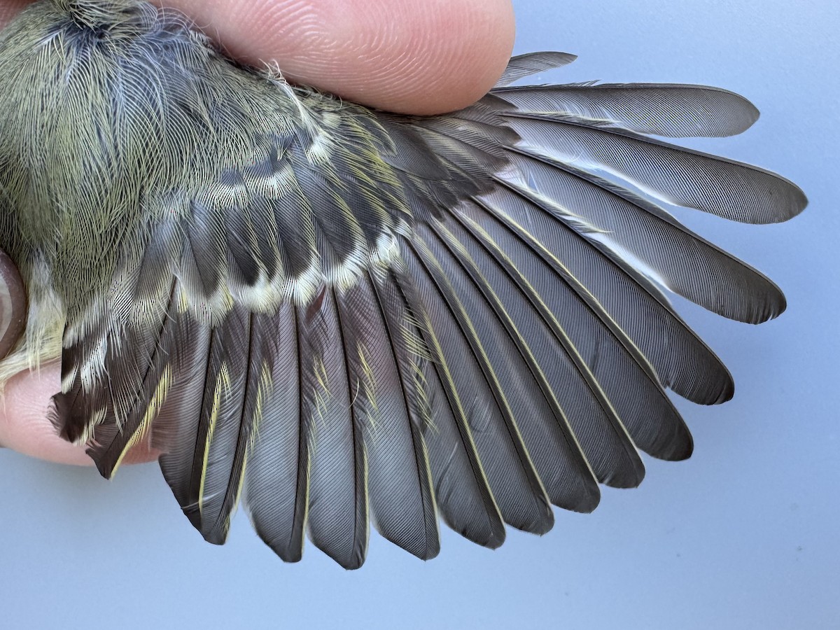 Ruby-crowned Kinglet - ML643533413