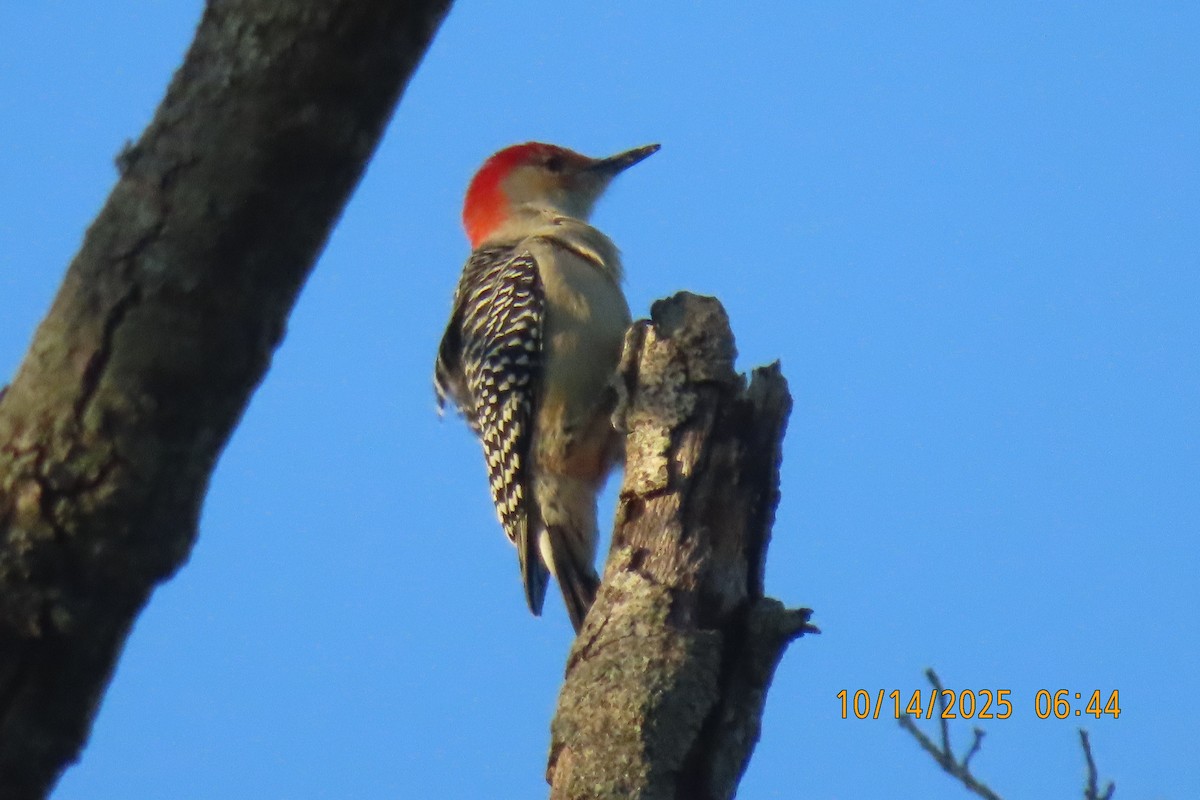 Red-bellied Woodpecker - ML643533422