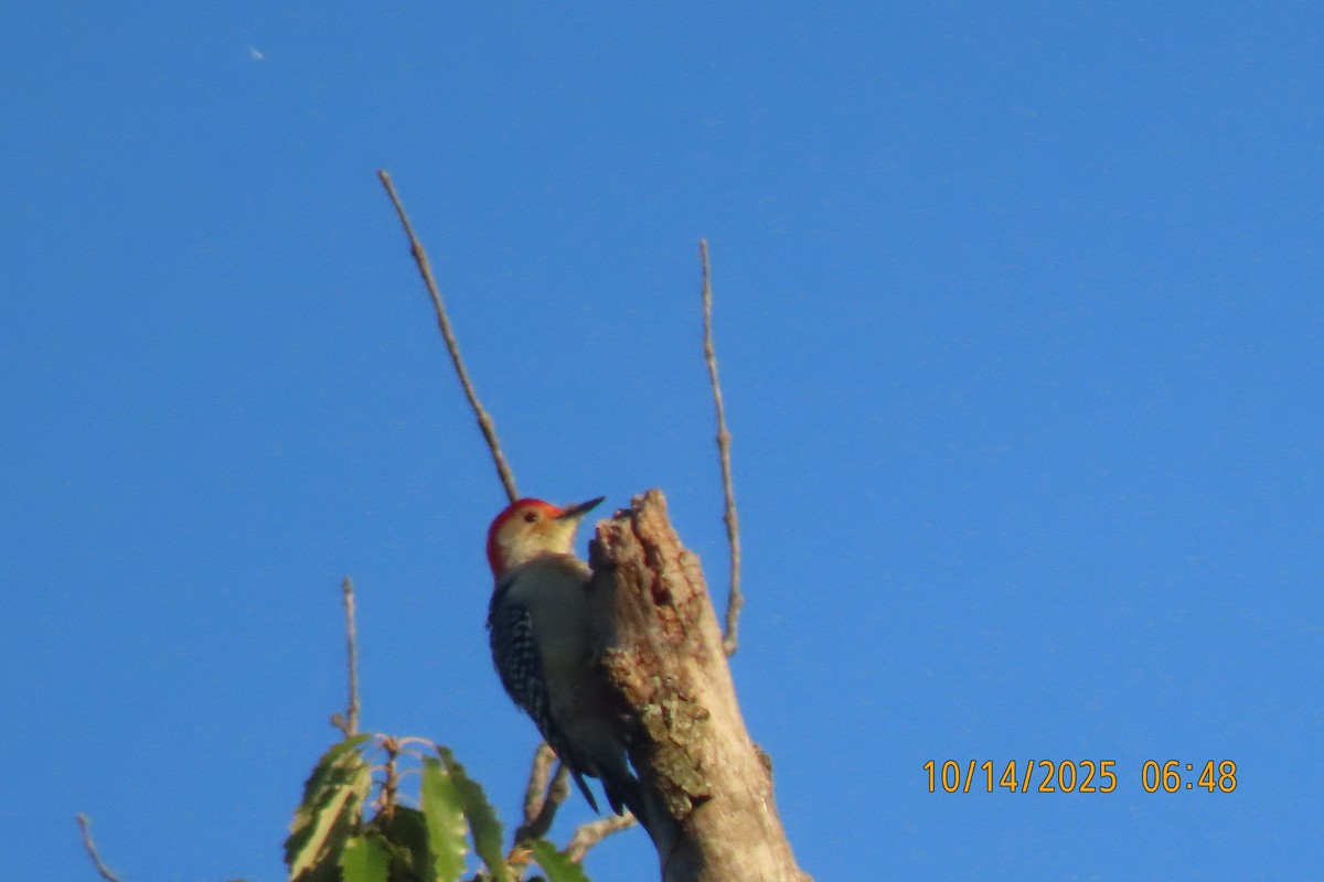 Red-bellied Woodpecker - ML643533423