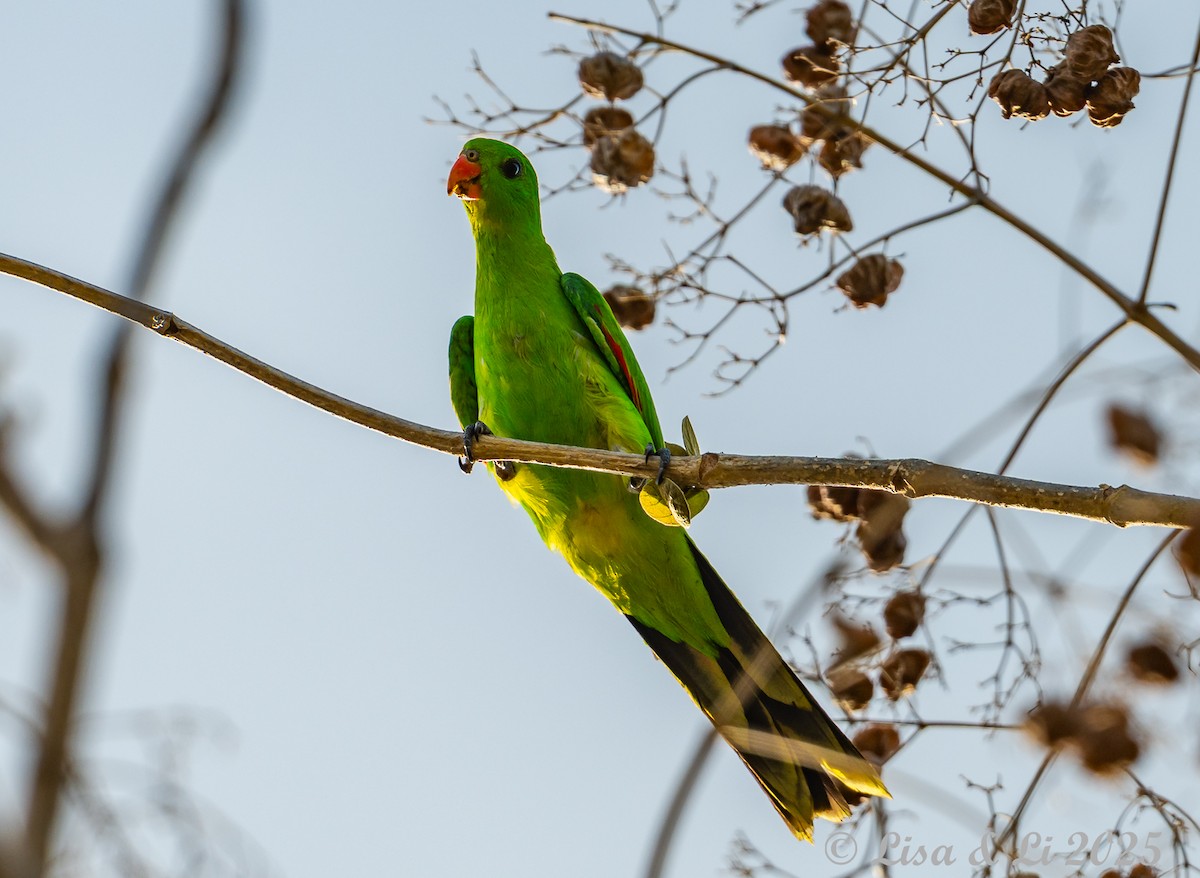 Perruche jonquille - ML643533427