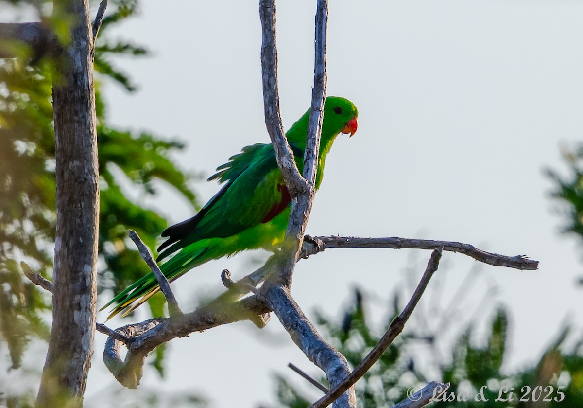 Perruche jonquille - ML643533431