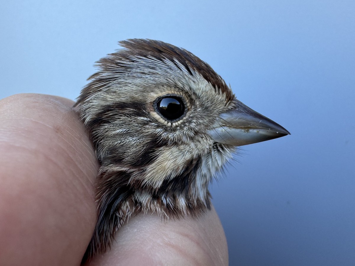 Song Sparrow (melodia/atlantica) - ML643533434
