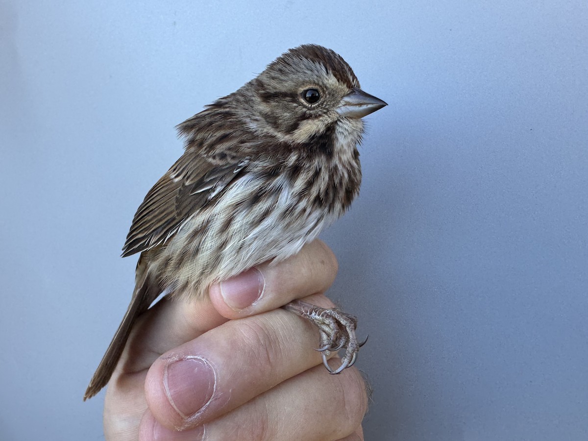 Song Sparrow (melodia/atlantica) - ML643533435