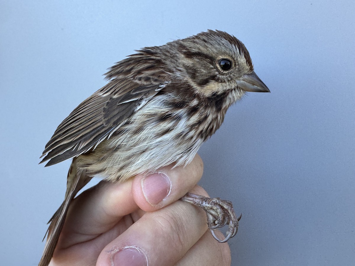 Song Sparrow (melodia/atlantica) - ML643533436