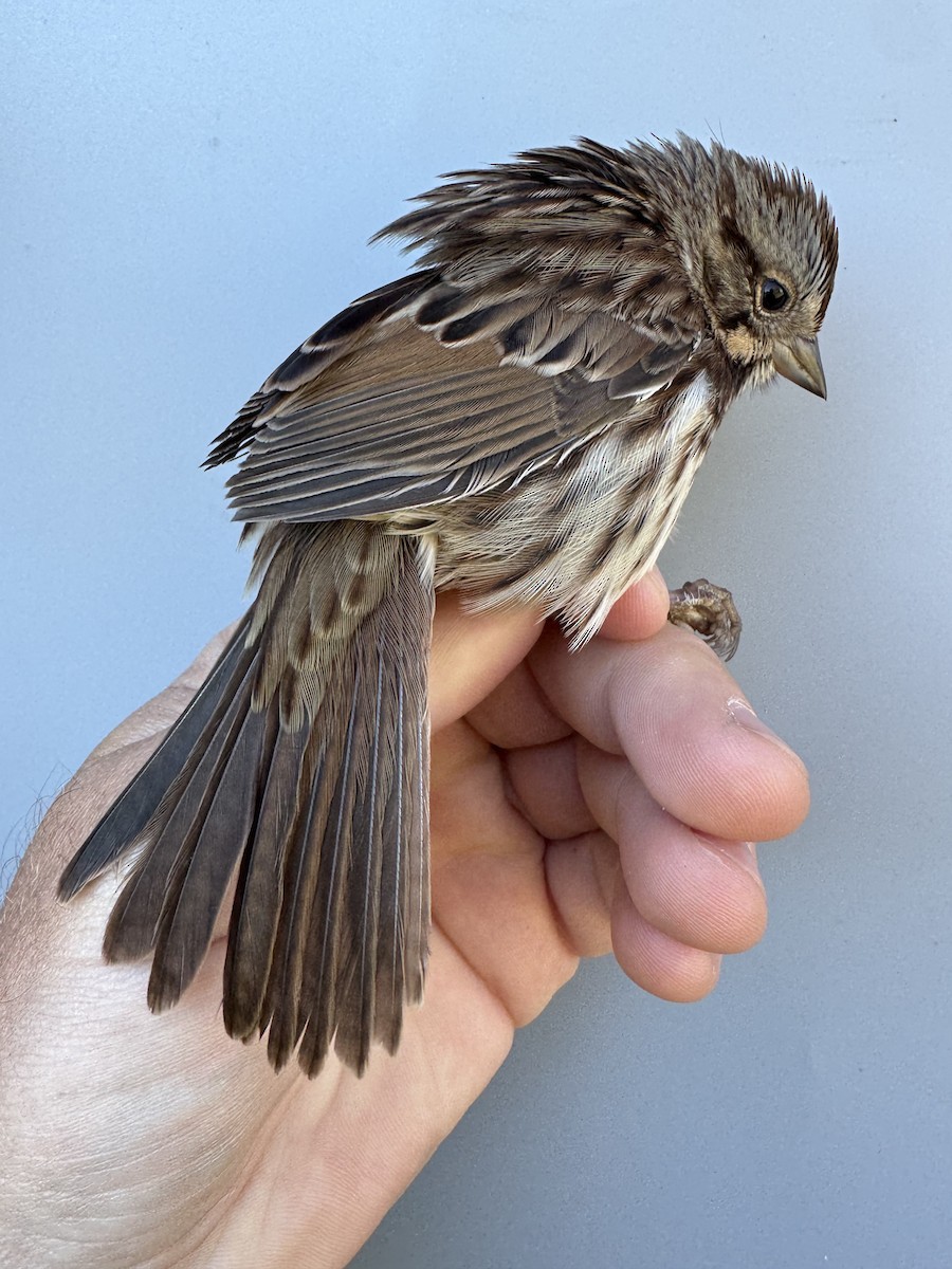 Song Sparrow (melodia/atlantica) - ML643533437
