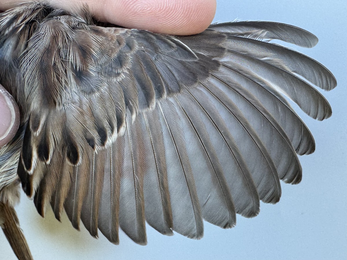 Song Sparrow (melodia/atlantica) - ML643533438
