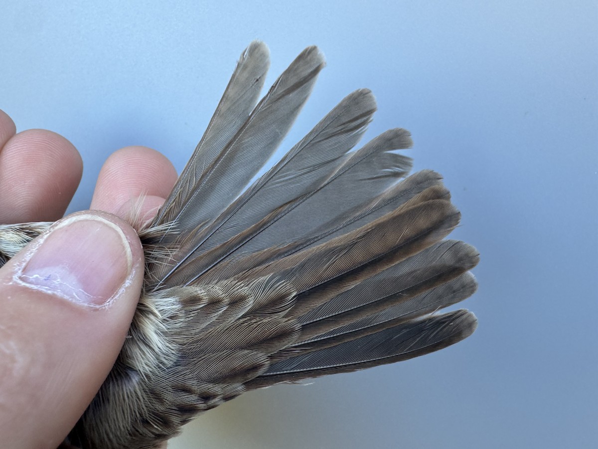 Song Sparrow (melodia/atlantica) - ML643533439
